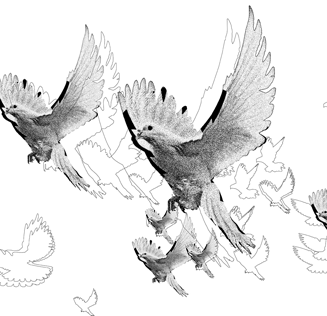 Александра Кокачева. Проект «Птичий бестиарий»